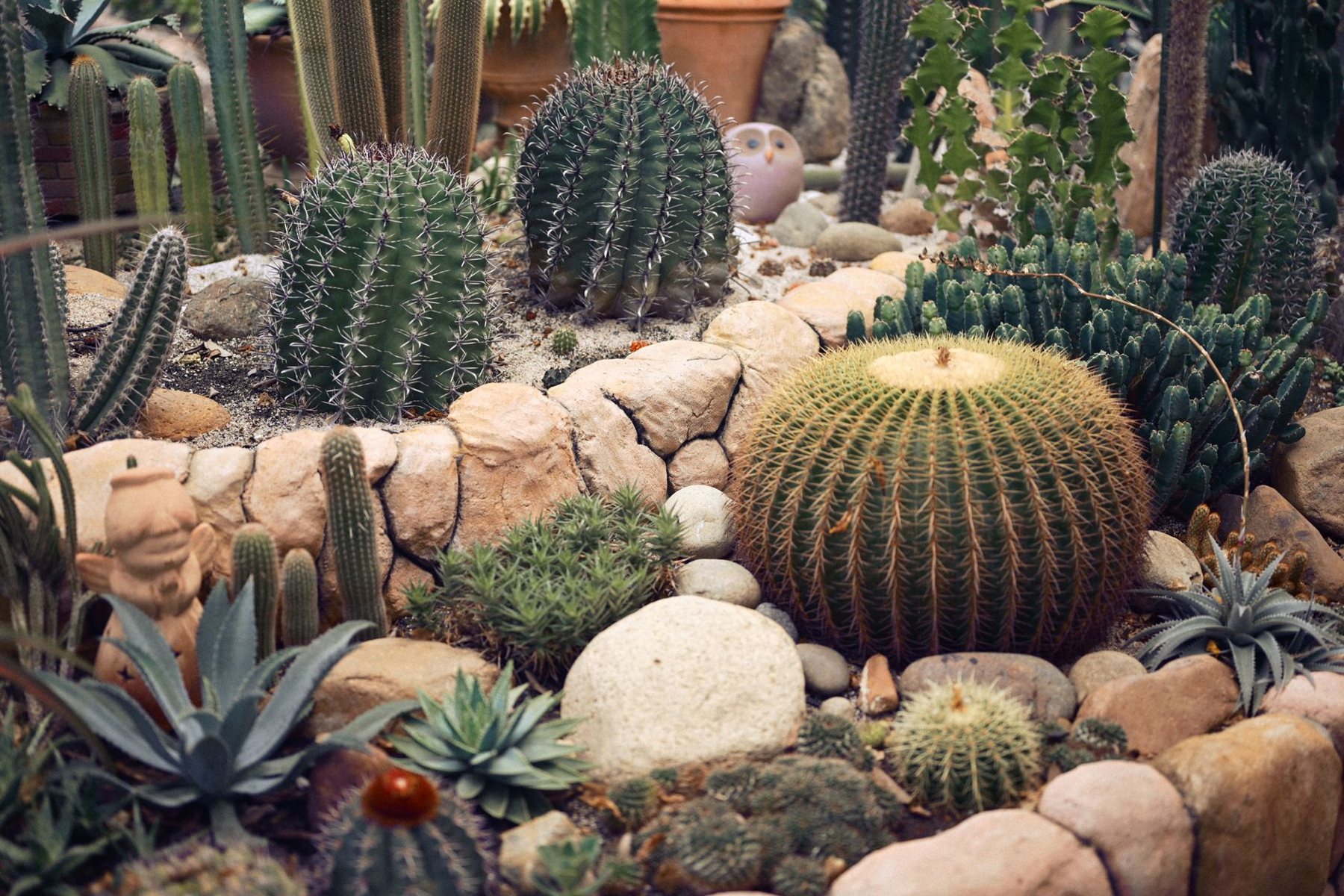 Desert Landscaping & Xeriscape in Peoria AZ