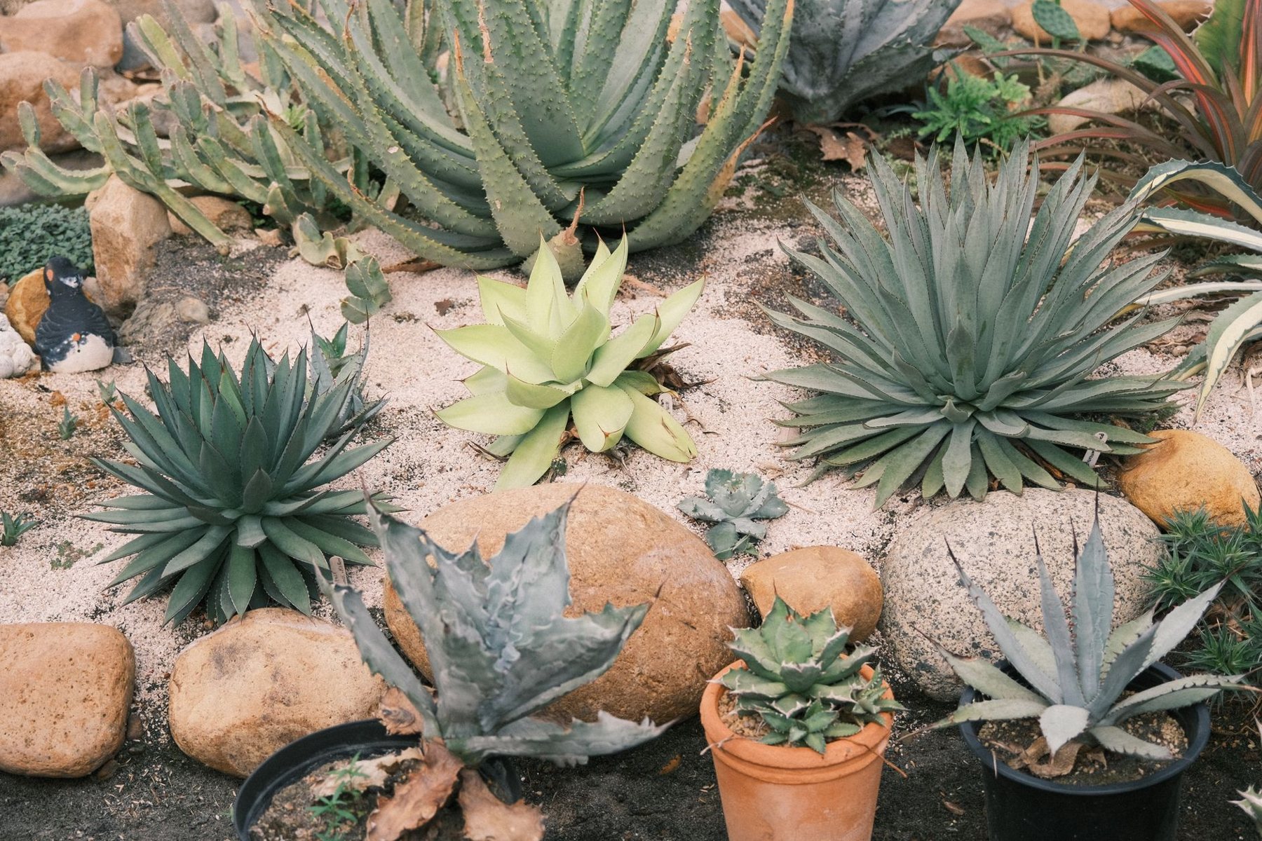 Desert xeriscape design in Peoria, AZ
